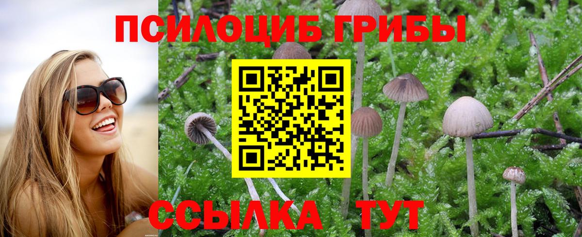 Псилоцибиновые грибы Минусинск